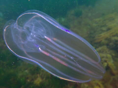 Image of common northern comb jelly