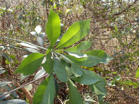 Image of Cussonia nicholsonii Strey