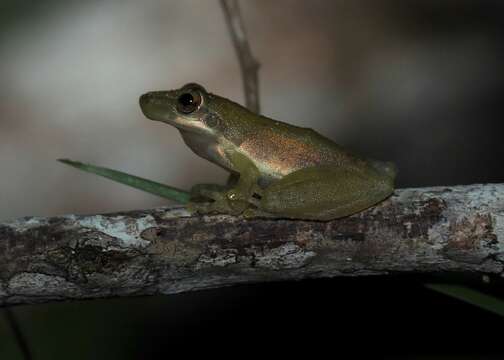 Image of Fowler's snouted tree frog