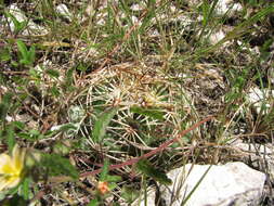 Image of Chihuahuan Foxtail Cactus