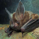 Image of Golden Bat