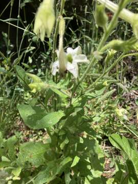 Image of Nicotiana bonariensis Lehm.