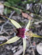 Image of Caladenia uliginosa subsp. uliginosa