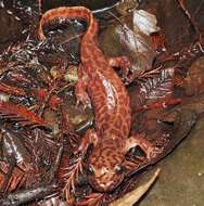 Image of California Giant Salamander