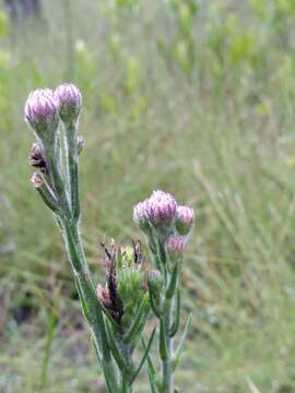 Image of Bristle-Leaf Chaffhead