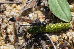 Image of Ammophila pubescens Curtis 1836