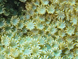 Image of net coral