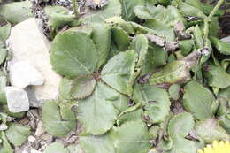 Sivun Berkheya rhapontica (DC.) Hutch. & Burtt Davy kuva