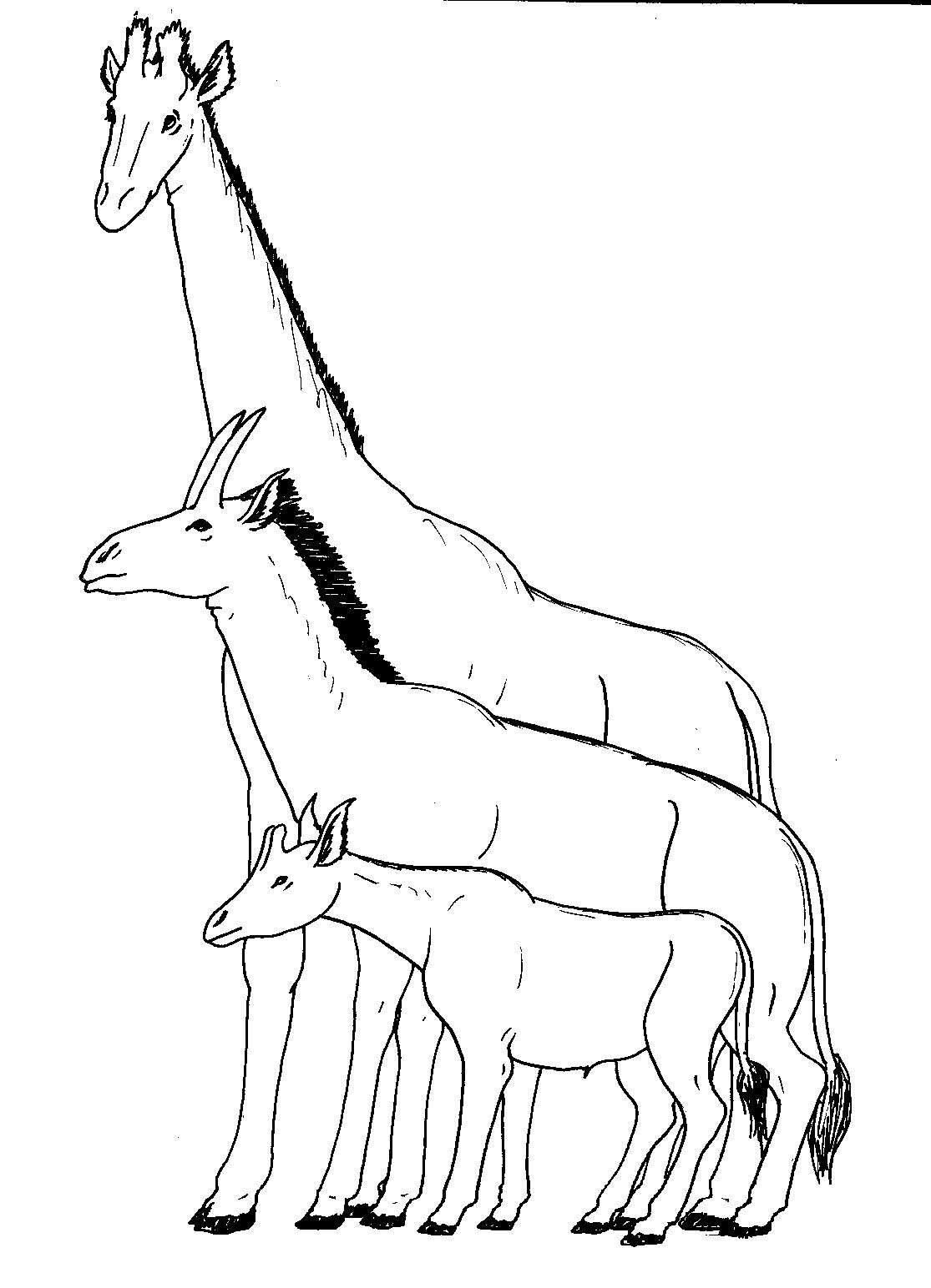 Image of Giraffidae