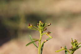 Image of Cleome amblyocarpa Barr. & Murb.