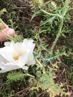 Image of red pricklypoppy