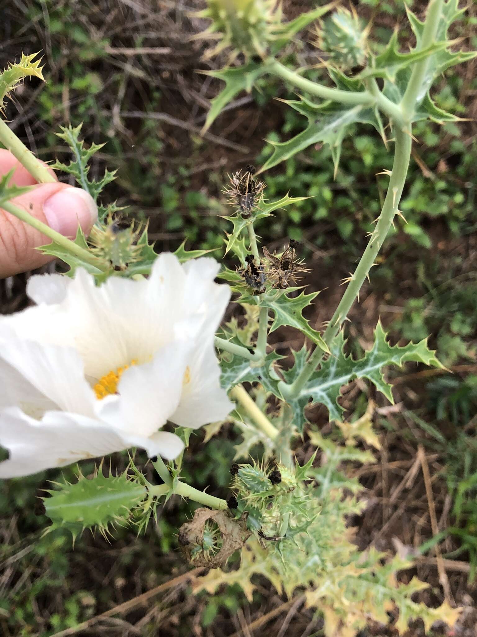 Image of red pricklypoppy