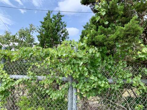 Image of sweet mountain grape