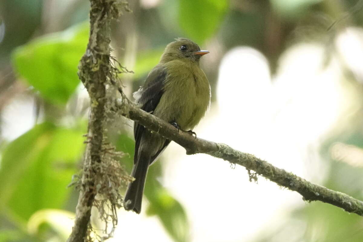 Image of Olive Flycatcher