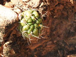 Image of Rebutia neocumingii subsp. lanata (F. Ritter) D. R. Hunt