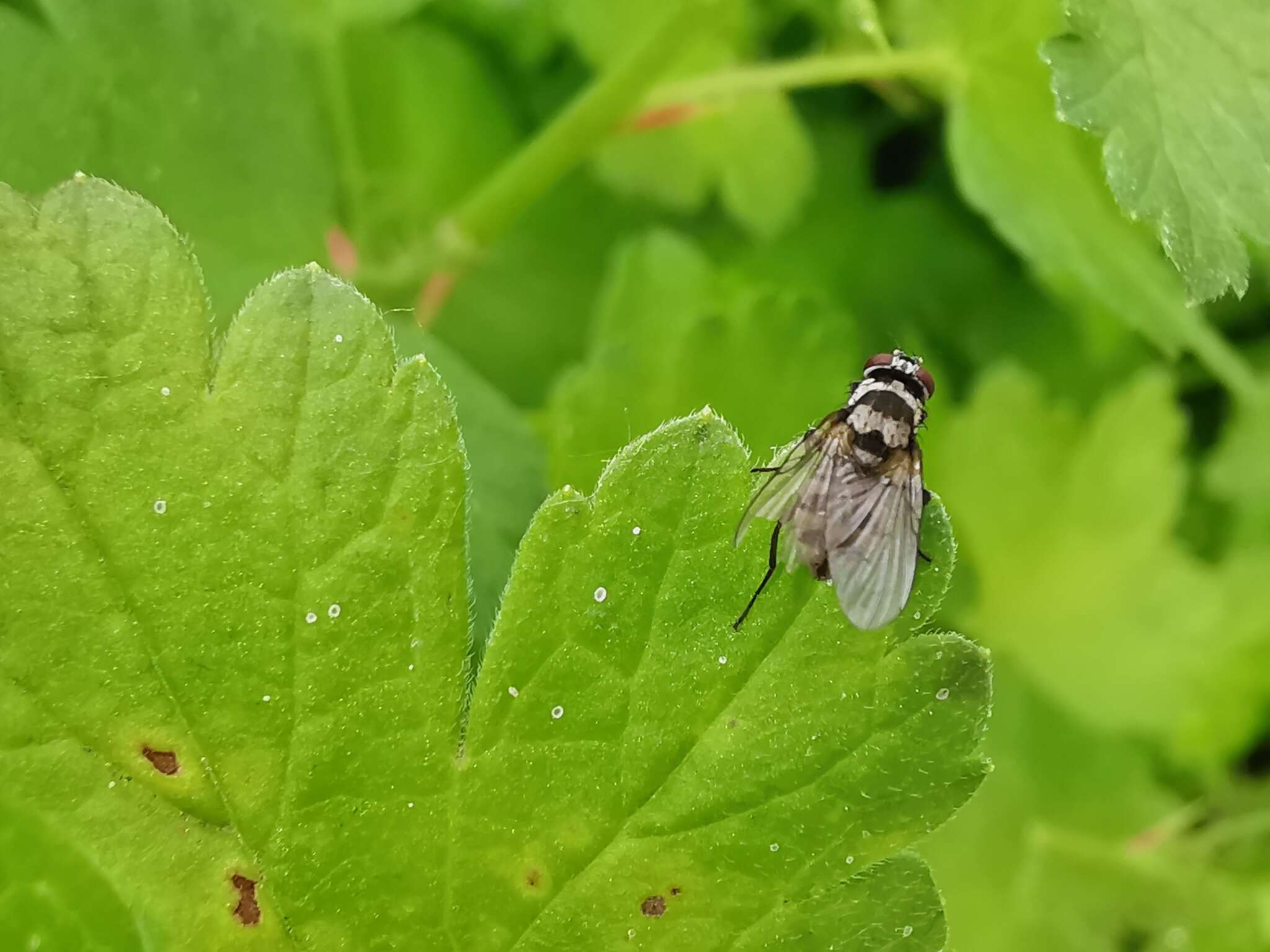 Imagem de Limnophora obsignata (Rondani 1866)