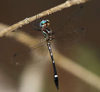 Image of Jade-striped Sylph