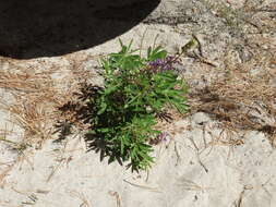 Image of Lupinus latifolius subsp. wigginsii (C. P. Sm.) P. Kenney & D. B. Dunn