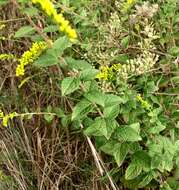 Image of Solidago rugosa var. celtidifolia (Small) Fern.