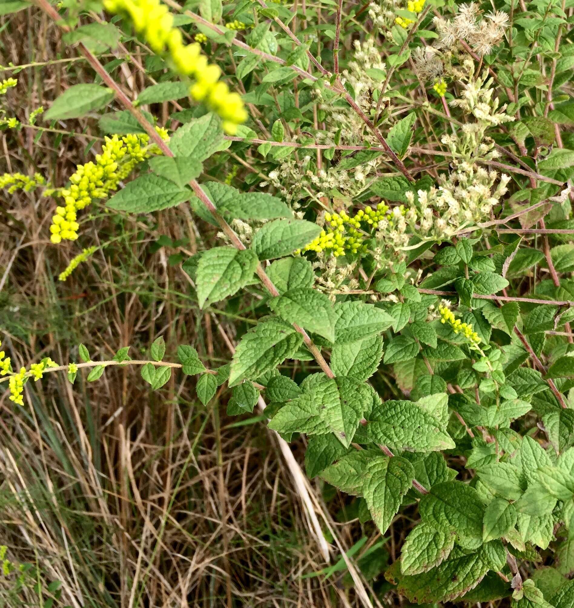 Solidago rugosa var. celtidifolia (Small) Fern. resmi