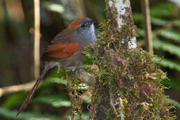 Image of Azara's Spinetail