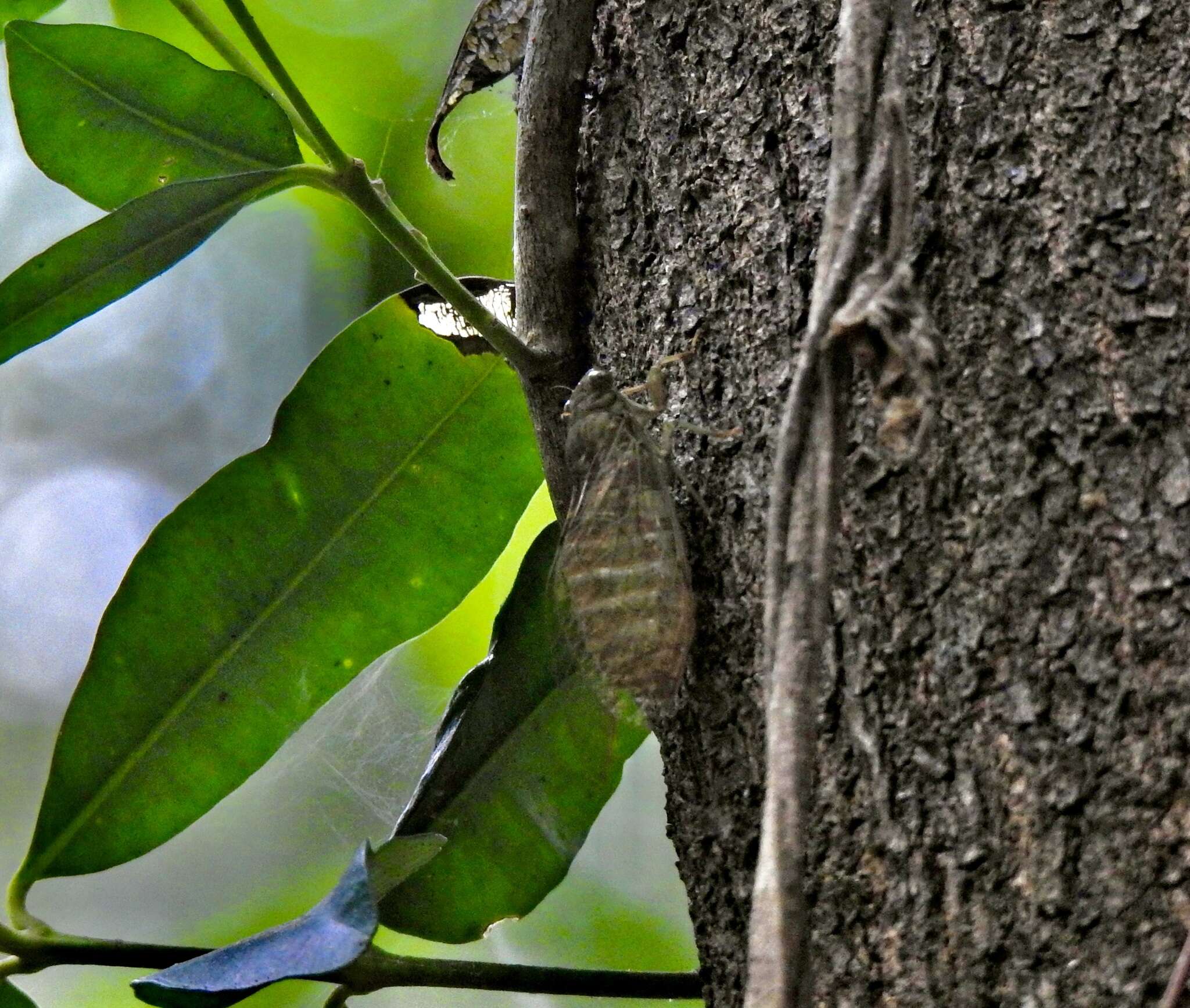 Image of Chlorocysta suffusa (Distant 1907)