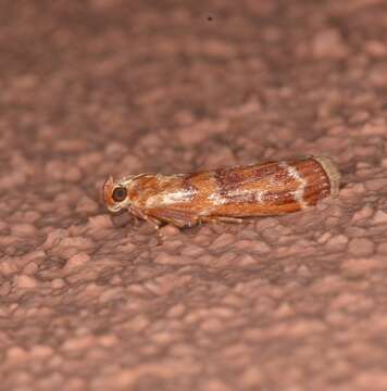 Image of Ponderosa Pine Coneworm Moth