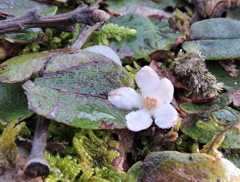 Sivun Epigaea repens L. kuva