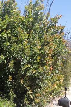 Image of Hakea elliptica (Sm.) R. Br.