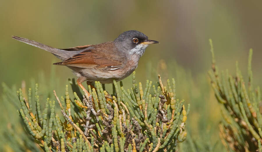 Image de Curruca conspicillata (Temminck 1820)