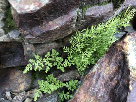 Sivun Cryptogramma cascadensis E. R. Alverson kuva