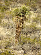 Image de Yucca faxoniana Sarg.