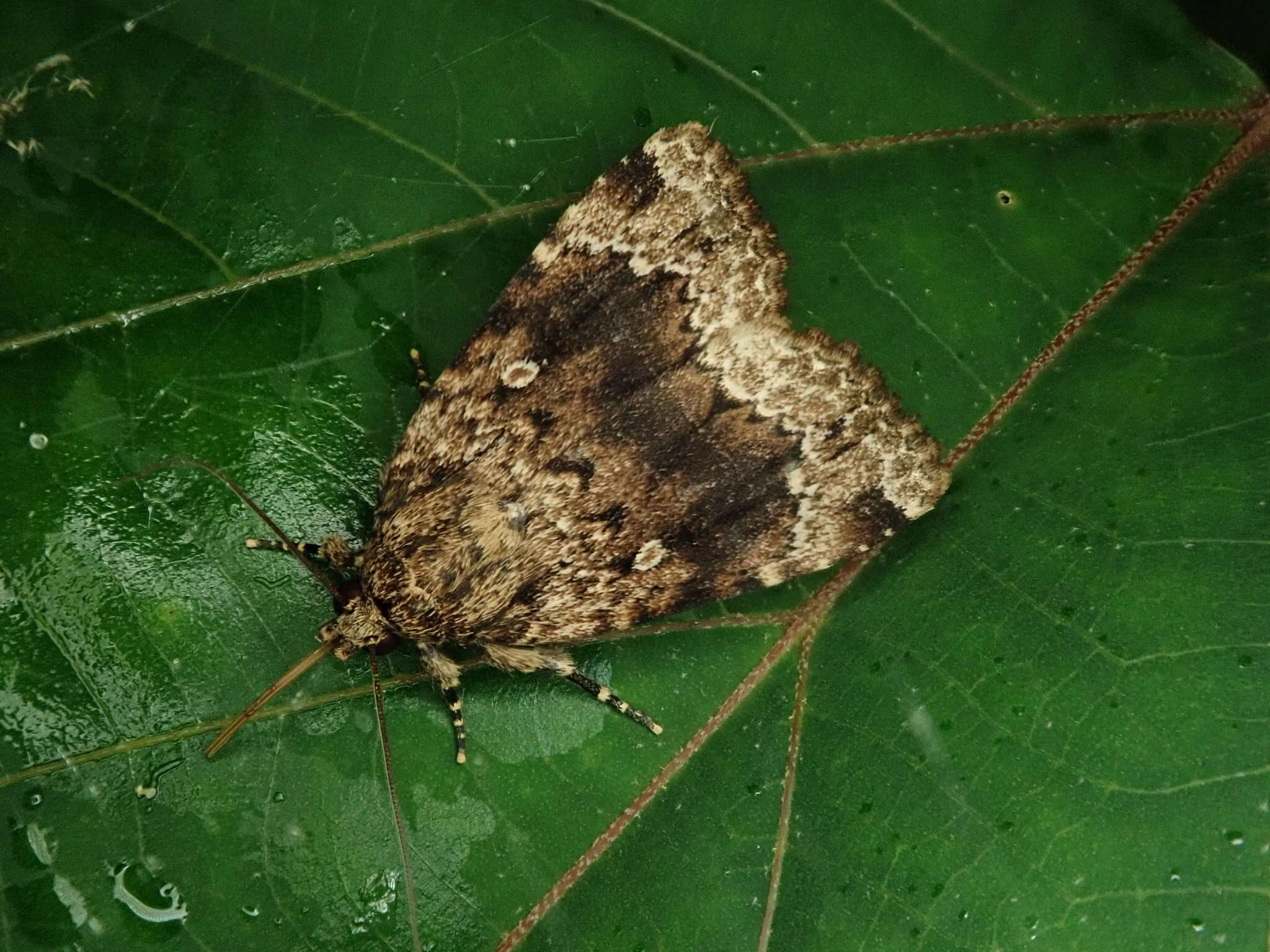 Слика од Amphipyra erebina Butler 1878