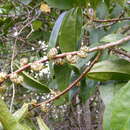 Image of Gyrotaenia spicata (Wedd.) Wedd.