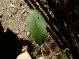 Prunus buergeriana Miq. resmi