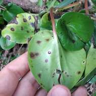 Image of Peperomia peltigera C. DC.