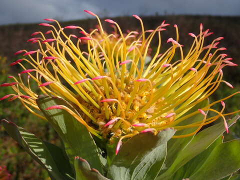 Plancia ëd Leucospermum formosum Knight ex Loud.