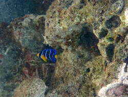 Image of Angelfish