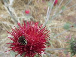 Image of Trachusa timberlakei (Schwarz 1928)