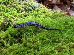 Image of White-spotted Salamander