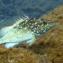 Image de Epinephelus clippertonensis Allen & Robertson 1999