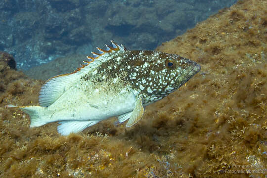 Image of Epinephelus clippertonensis Allen & Robertson 1999