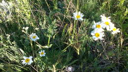 Image of corymbflower tansy