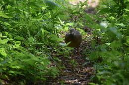 Image of Eastern Thicket Tinamou