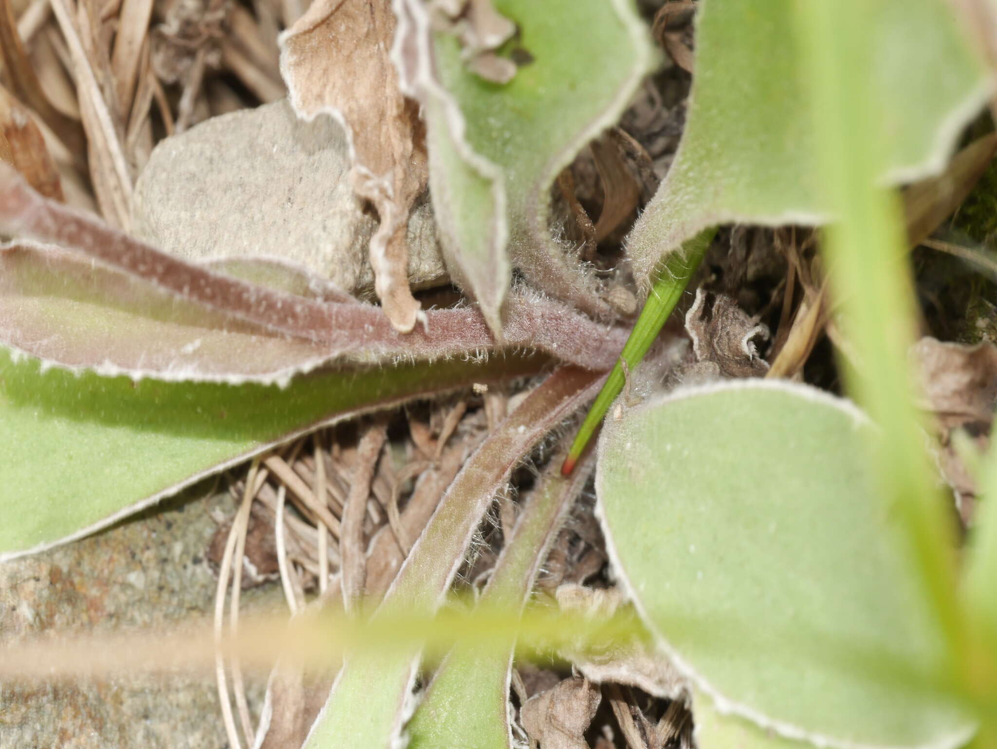 Image of Craspedia uniflora var. grandis Allan