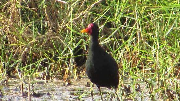 Image of Jacana jacana hypomelaena (Gray & GR 1846)