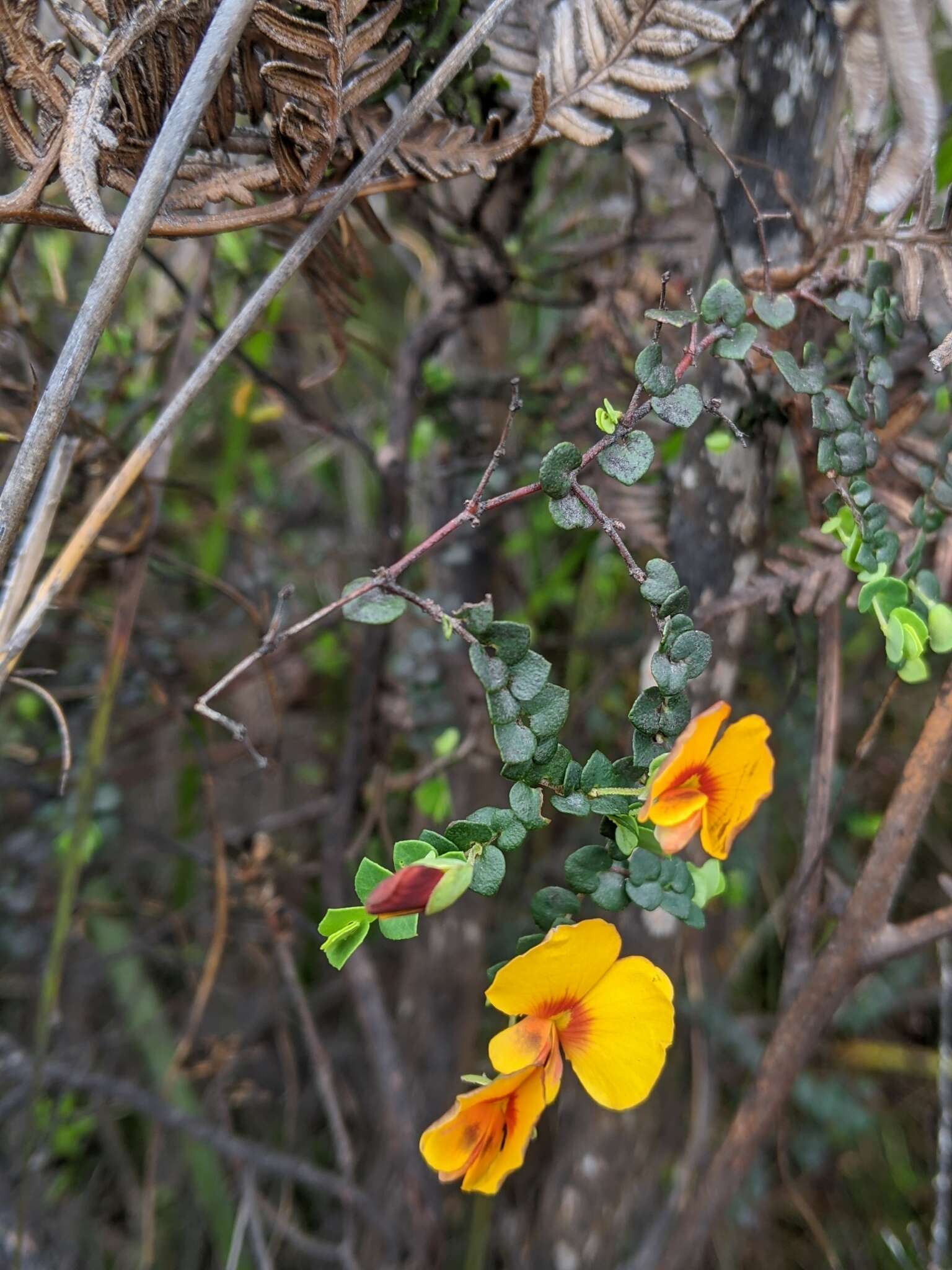 Image of Bossiaea cordigera Hook. fil.