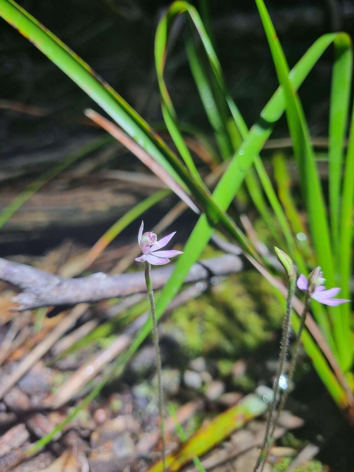 Image of Lesser fingers