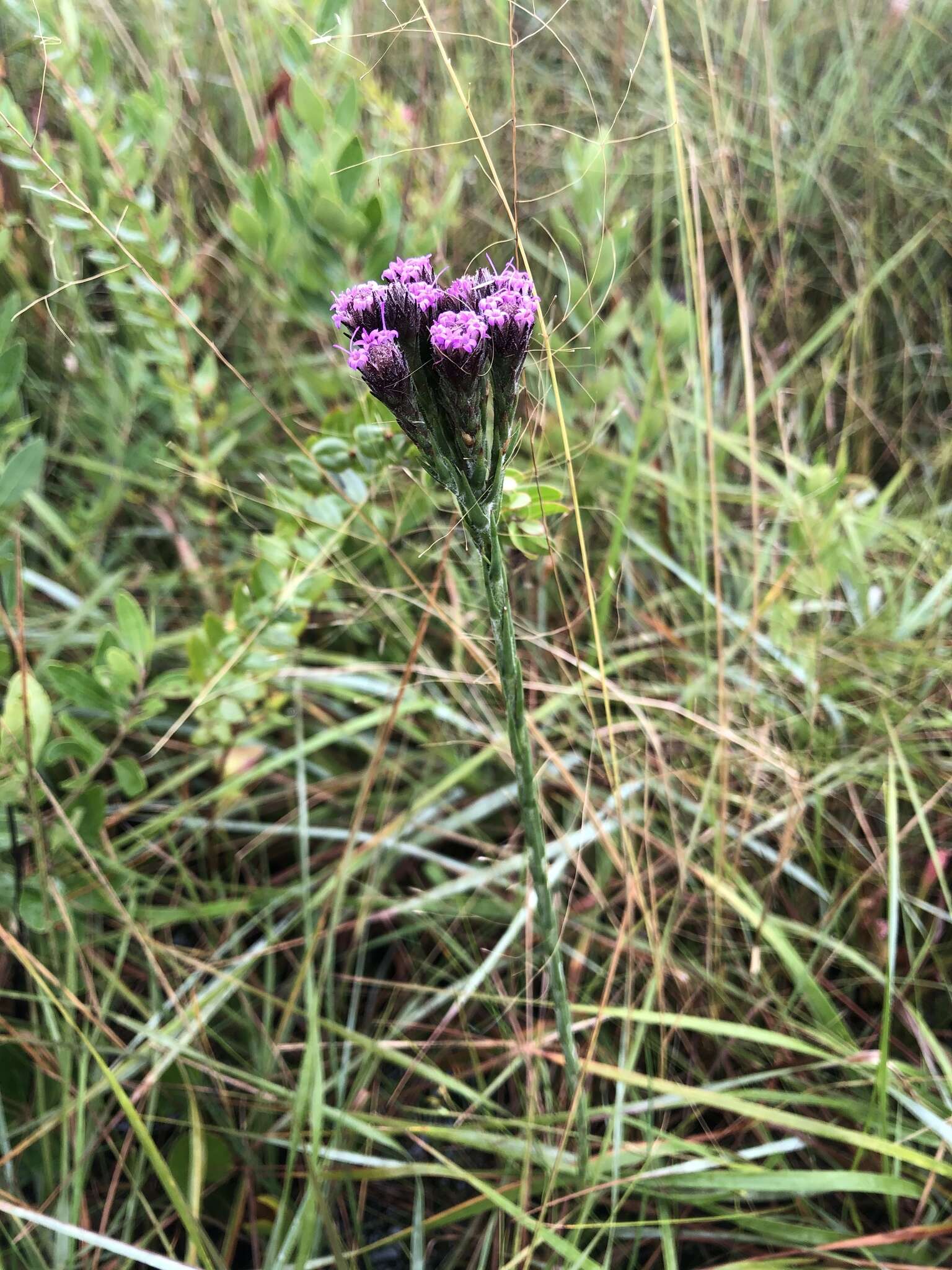 Carphephorus pseudoliatris Cass.的圖片