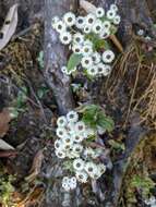 Image of Three-nerved Pearly Everlasting